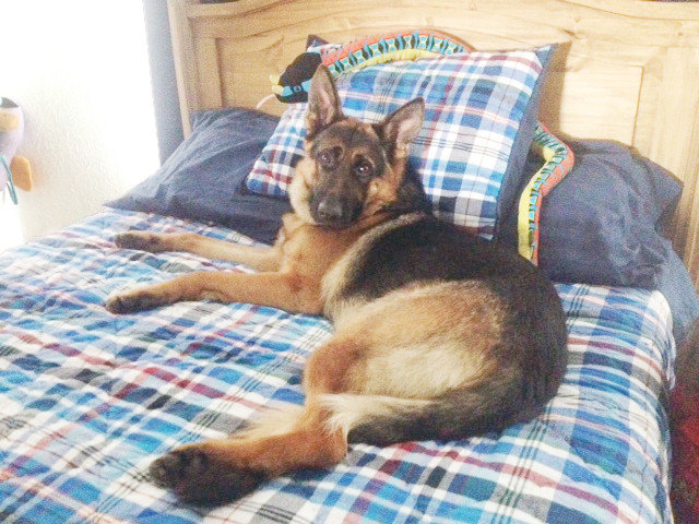 Harley Thompson said his service dog was devoted to him and had never tried getting out of his backyard. The dog went missing between 6:30 and 7:30 p.m. Wednesday from Newsom Street. He weighs about 85 pounds and has the sloped back typical of shepherds from Germany. He also is very friendly.