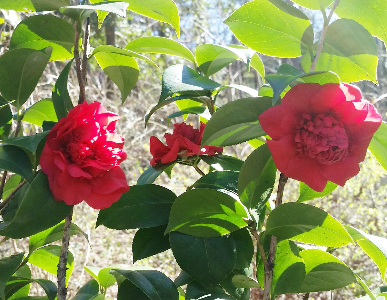 Japanese camellias are the rose of winter in east Texas gardens.