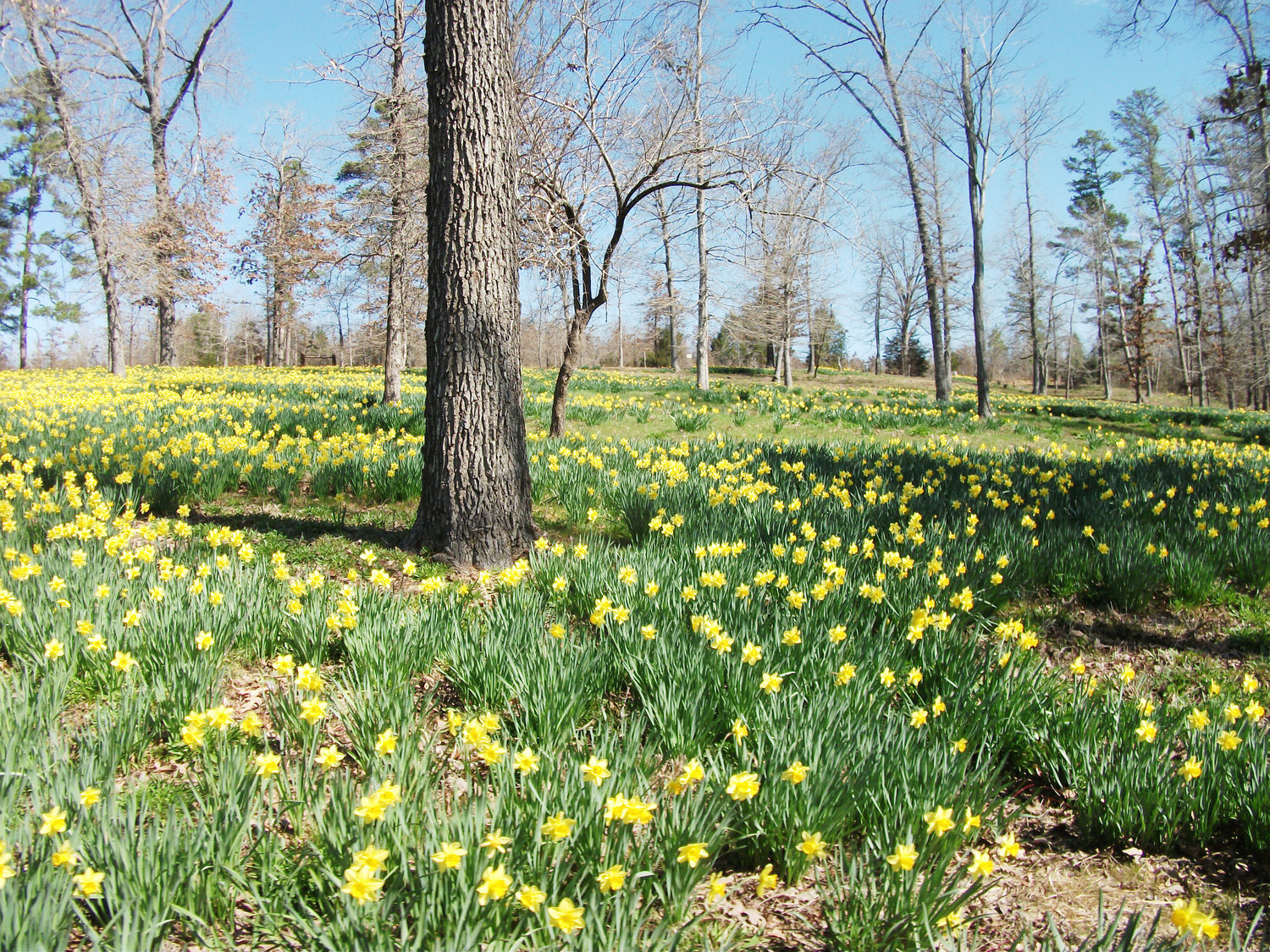 Daffodils grow under deciduous trees at Mrs. Lee’s Gardens in Gladewater.