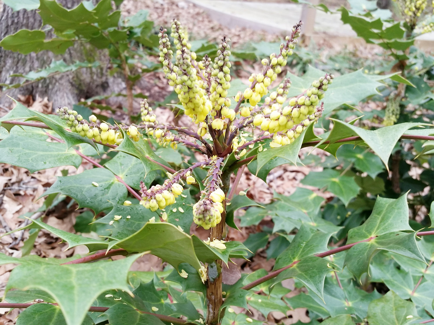 Bees love the blooms of leatherleaf mahonia.