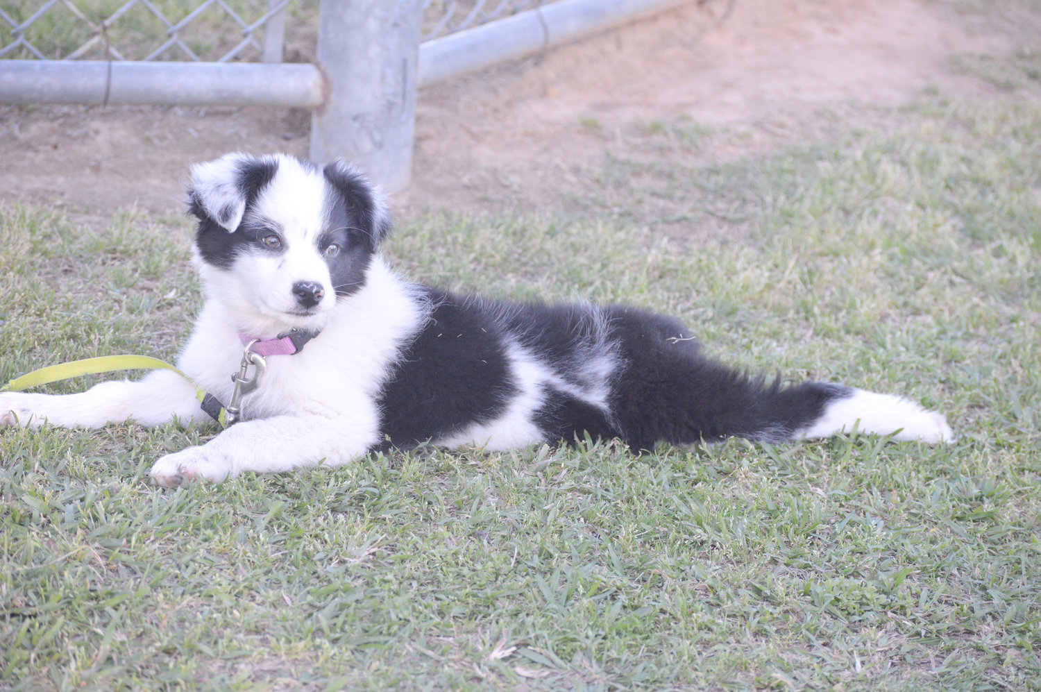 Panda the puppy enjoys coming to Quitman baseball games to take in all the action.