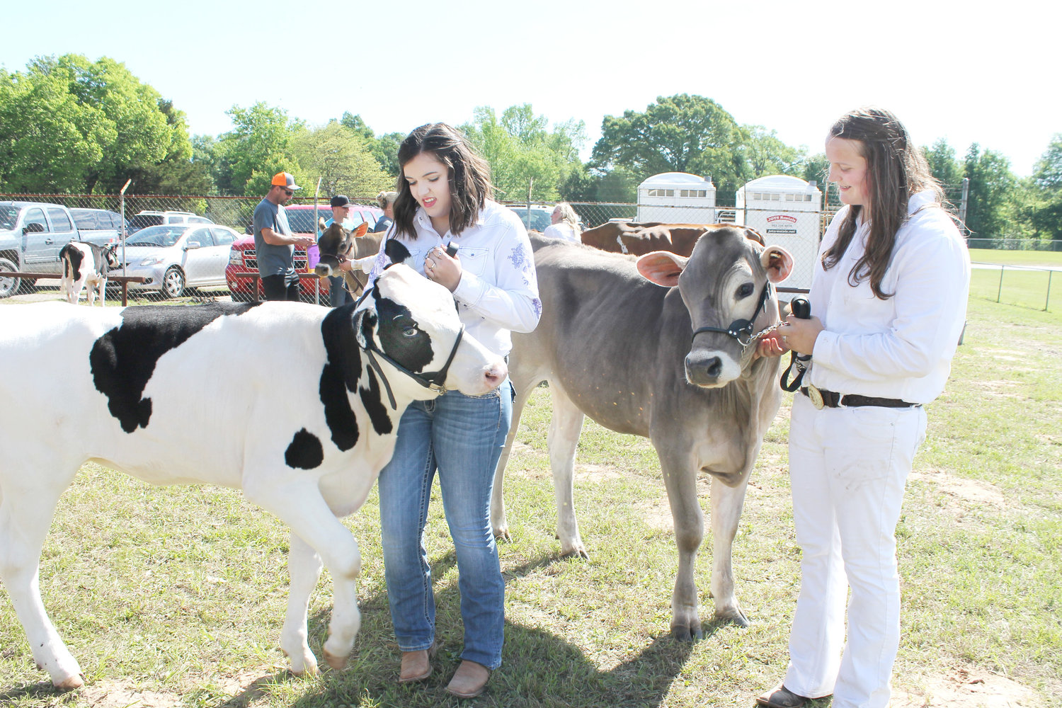 Mineola High School junior Brianna Holt, left, waits outside the show ring at the Mineola Junior Livestock Show Saturday with her young Holstein heifer, Annie. When she came out of the ring she was carrying a plaque. She is shown with Brooke Barrett of Yantis with her brown Swiss heifer Cobra waiting to show in the overall division championship. (Monitor photos by Doris Newman)