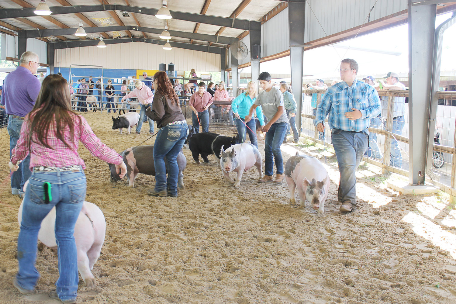 Quitman students herded their animals in the swine division during the Junior Livestock Show. Among the Quitman students in the ring are, very center of photo with black pig, Marcus Pollard; in grey tee shirt Silvano Castillo and behind and to his right is Kathryn Hudman.
