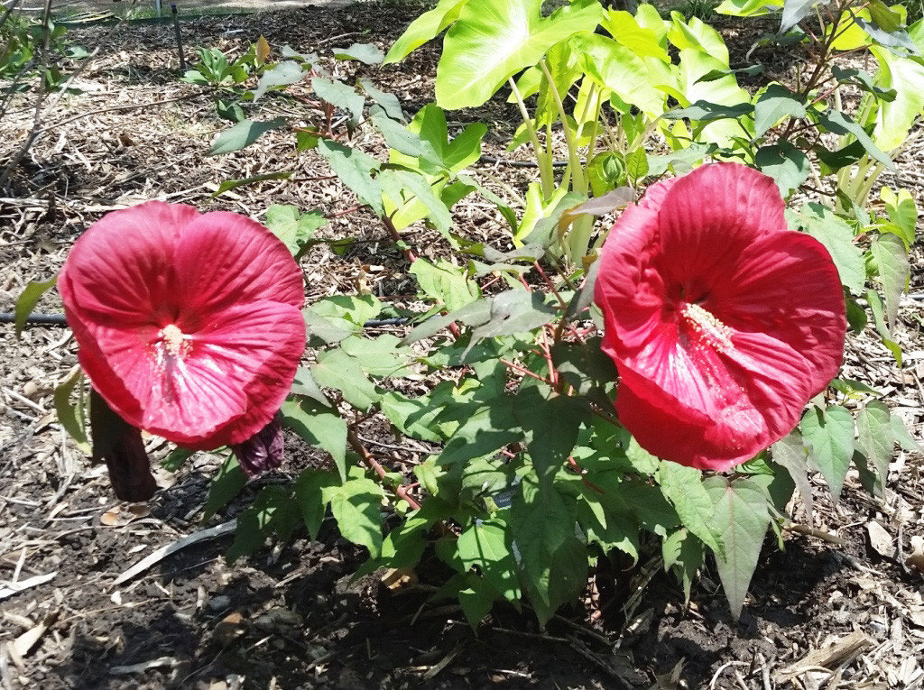 Large deep red flowers of this hardy hibiscus make it a standout in the garden.
