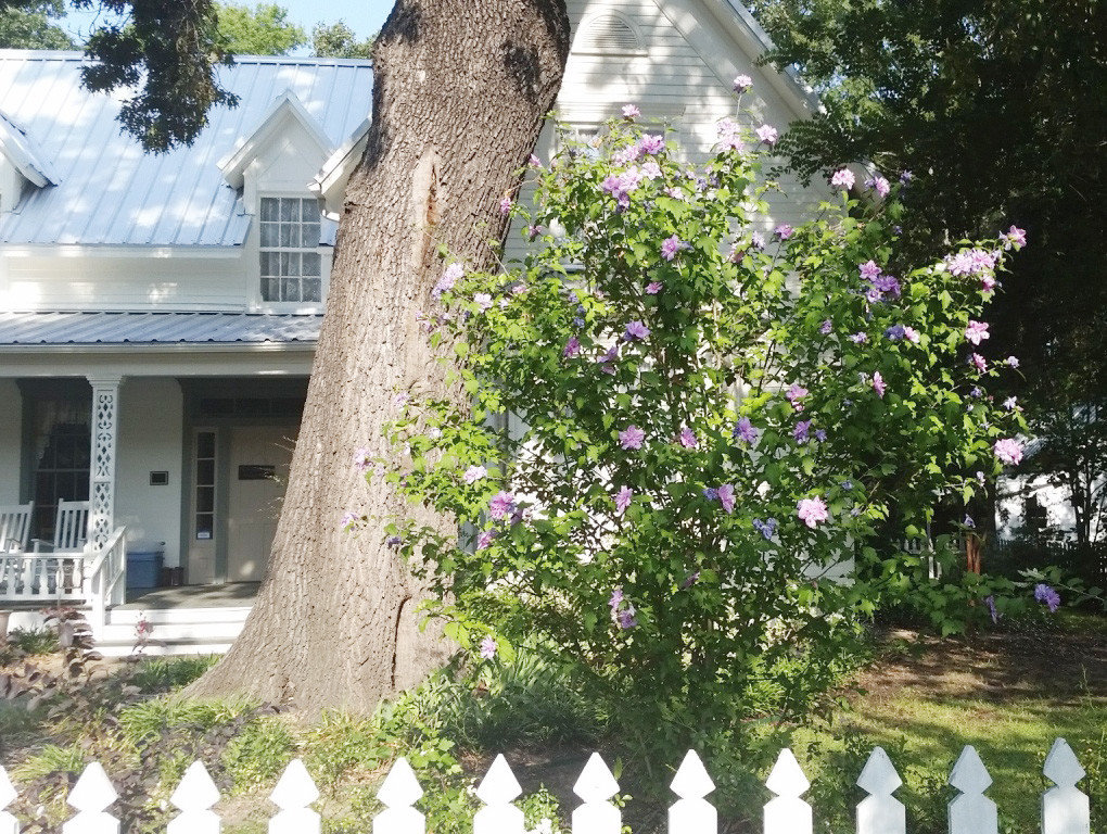 A double purple rose of Sharon in front of the Stinson House at the Quitman Arboretum and Botanical Gardens.