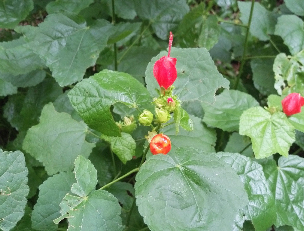 The red fruit of the Turk’s cap is as striking as the flower.
