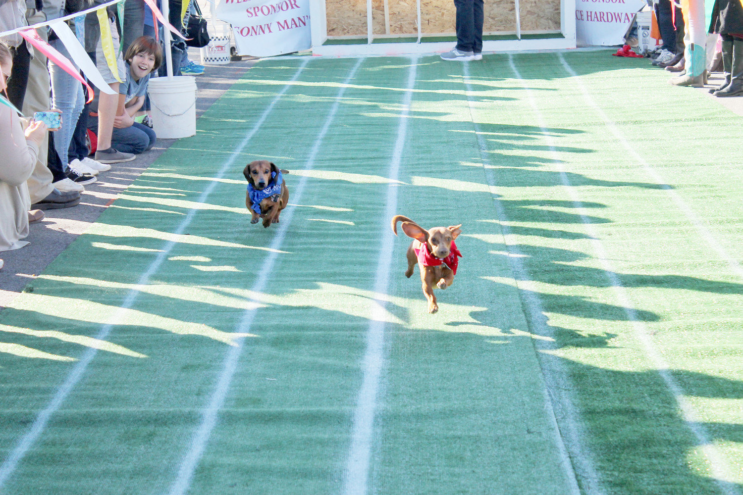 Onlookers cheer as weenie dogs blaze along the track during last year’s Iron Horse Festival Weenie Dog Race. (Monitor file photo).
