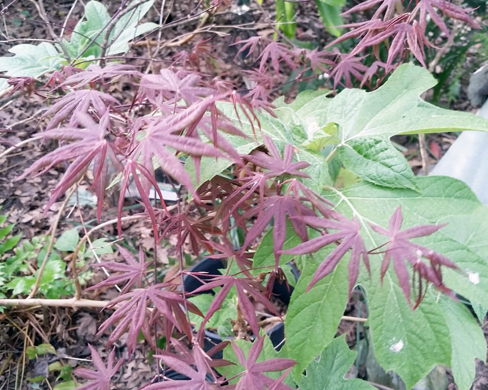 Spring color on a container-grown Japanese maple.