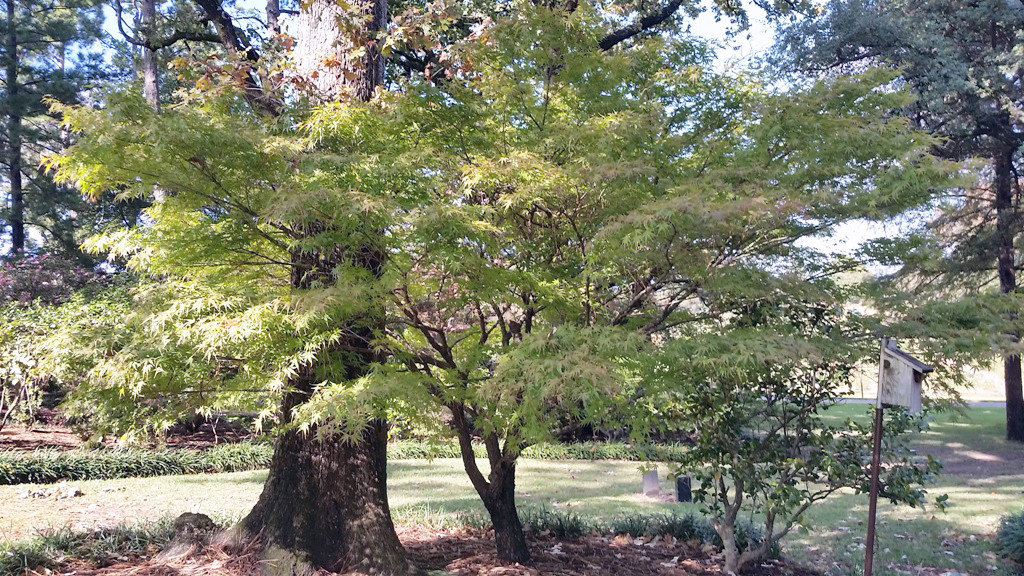 A specimen Japanese maple in the Tyler IDEA garden.