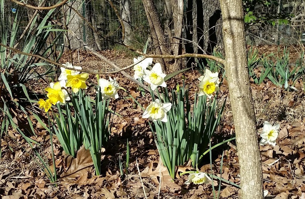 Daffodils in bloom are a sign of spring coming to East Texas.