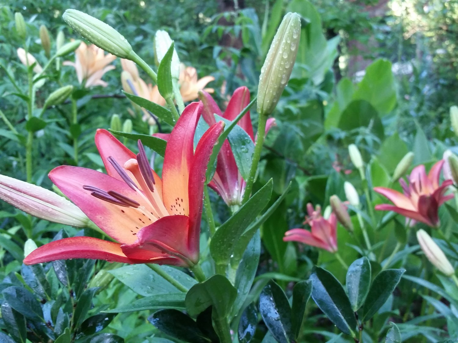 Royal Sunset, one of the most striking of garden lilies