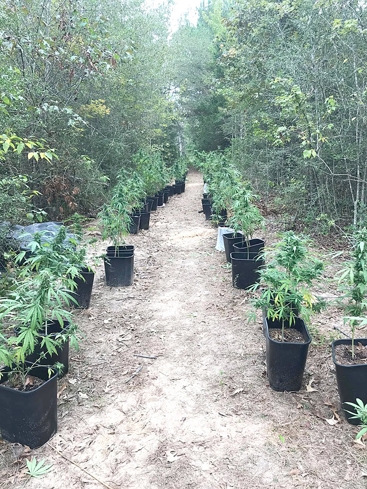The Wood County Sheriff’s Department seized 71 marijuana plants in the southeastern part of the county last week. (Courtesy photo)
