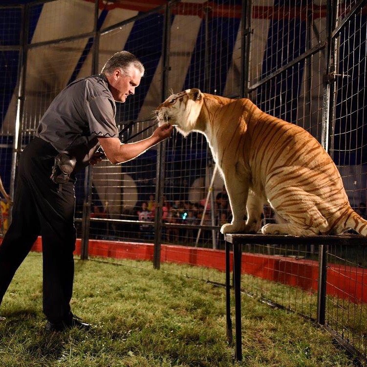The big cats remain a part of the Culpepper and Merriweather circus, coming soon to Mineola.